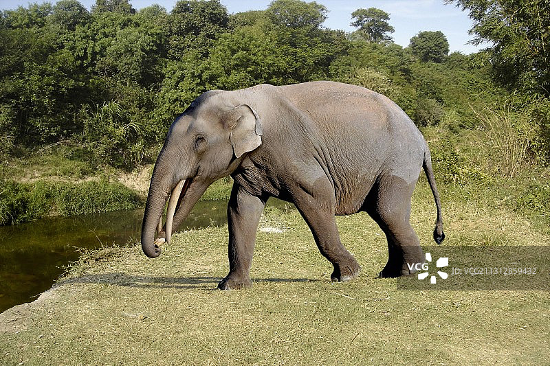 Gomphotherium动物插画图片素材