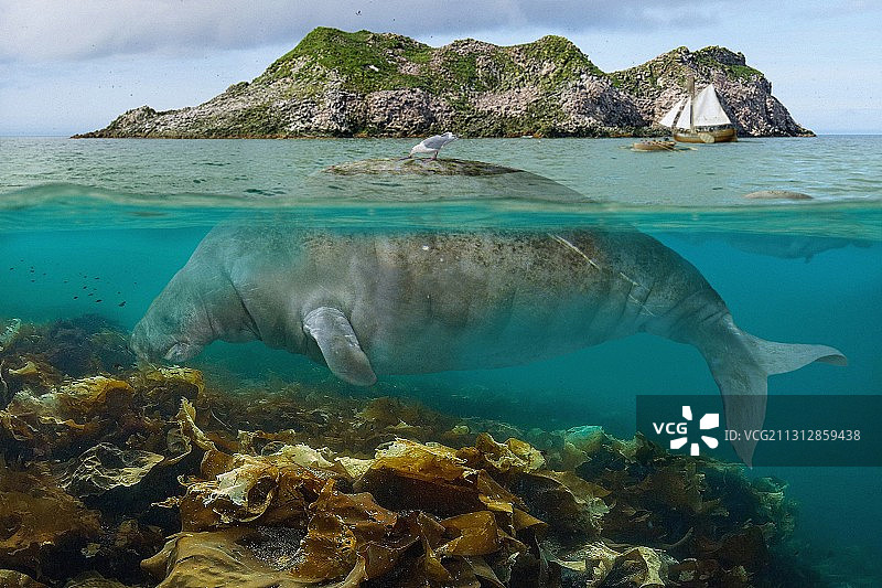 斯特拉海牛插画图片素材