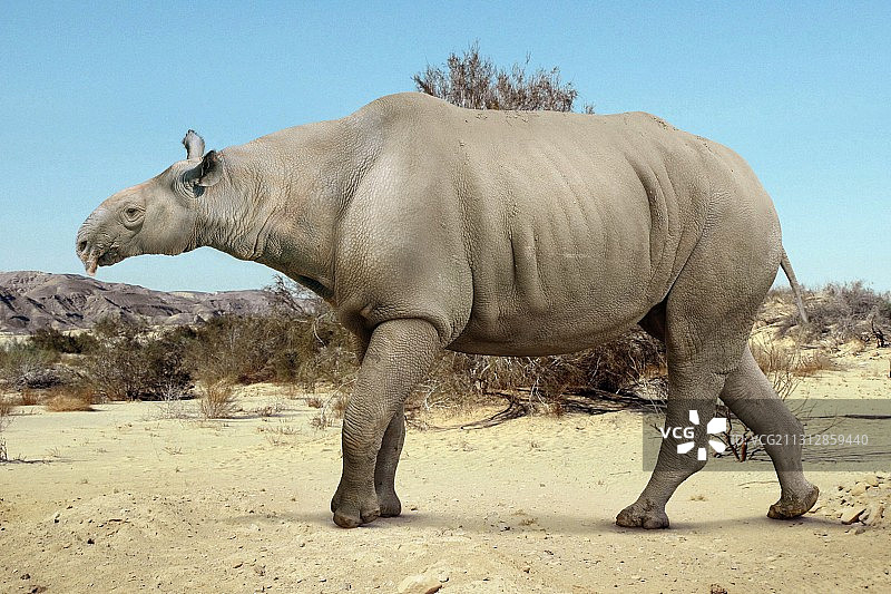 巨犀插画图片素材