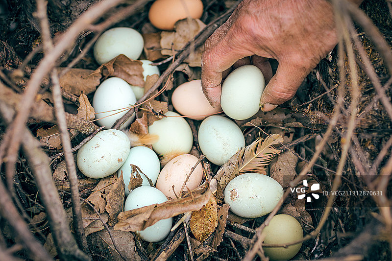 农家散养放养鸭子捡拾鸭蛋图片素材