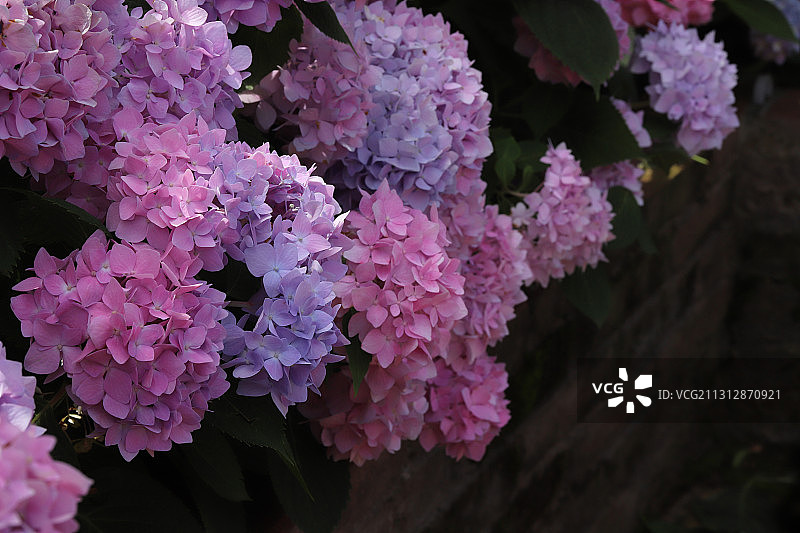 绣球花开图片素材