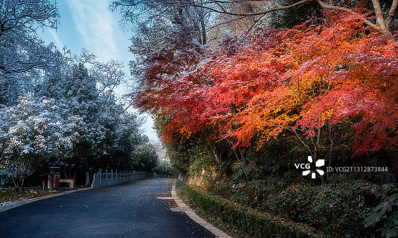 初雪--南京清凉山公园图片素材