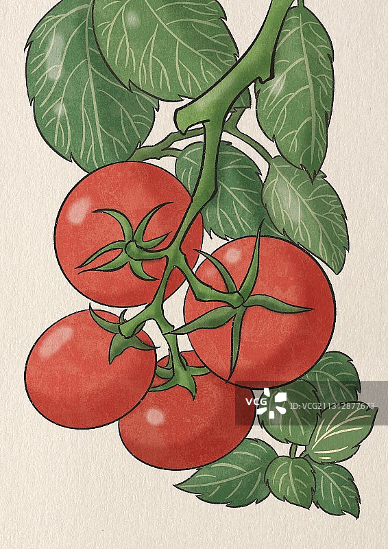 番茄果实图片素材