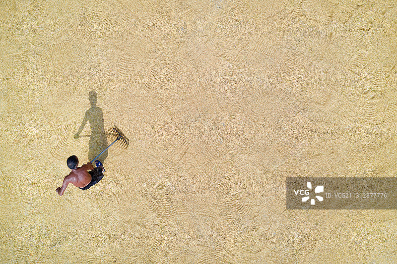 重庆江津，金秋时节收获忙，丰收田野谷飘香图片素材