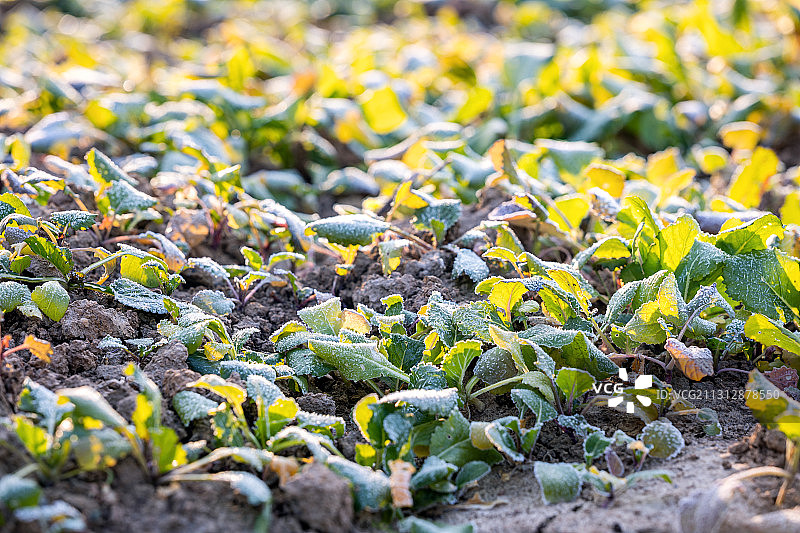 打霜的绿色蔬菜叶子特写图片素材