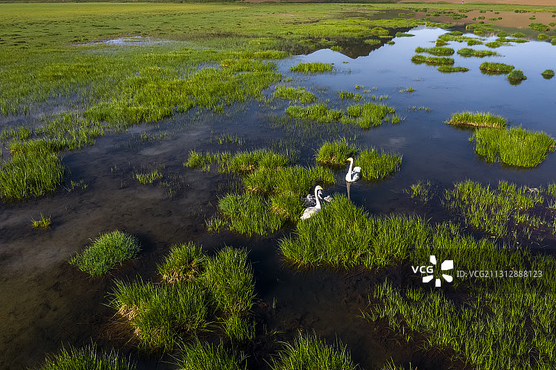 湿地天鹅图片素材
