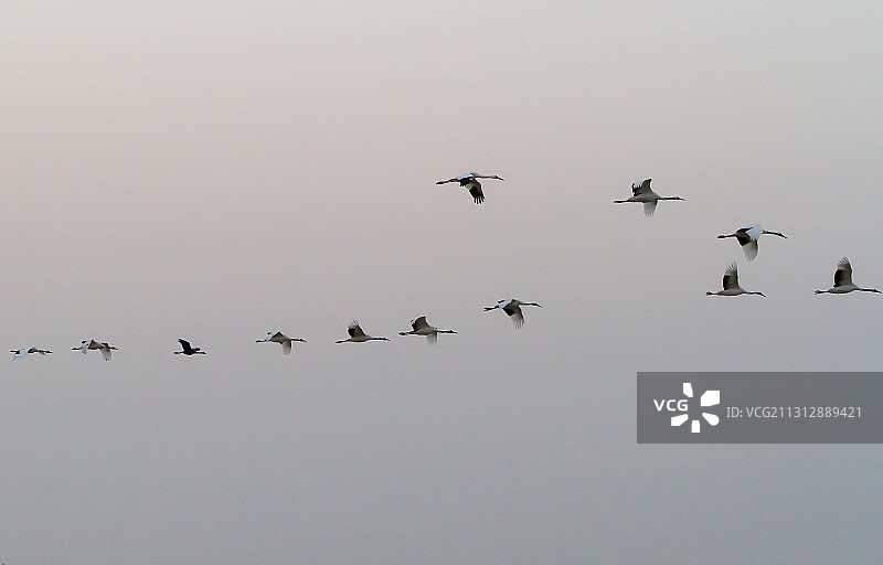 江苏盐城湿地的丹顶鹤图片素材