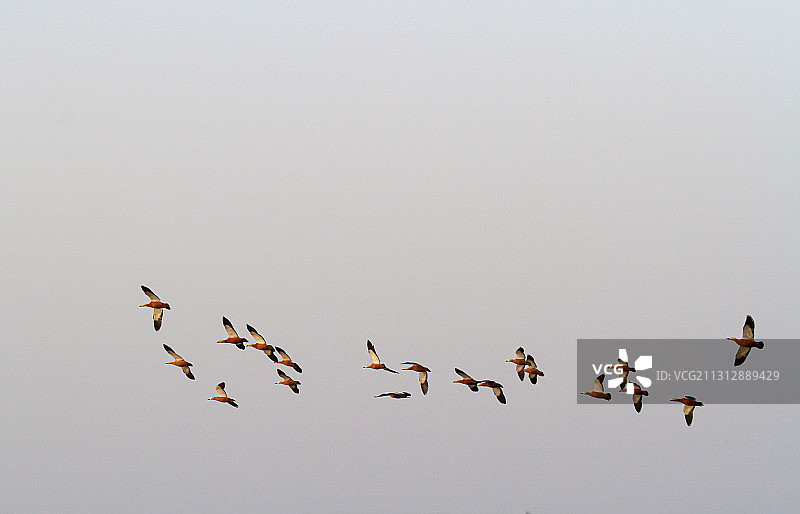 江苏盐城湿地的丹顶鹤图片素材