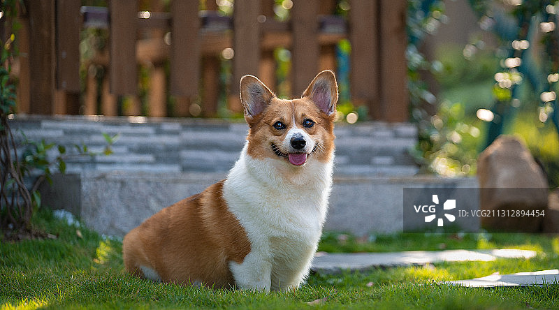 一只柯基狗狗坐在草地里吐着舌头微笑图片素材