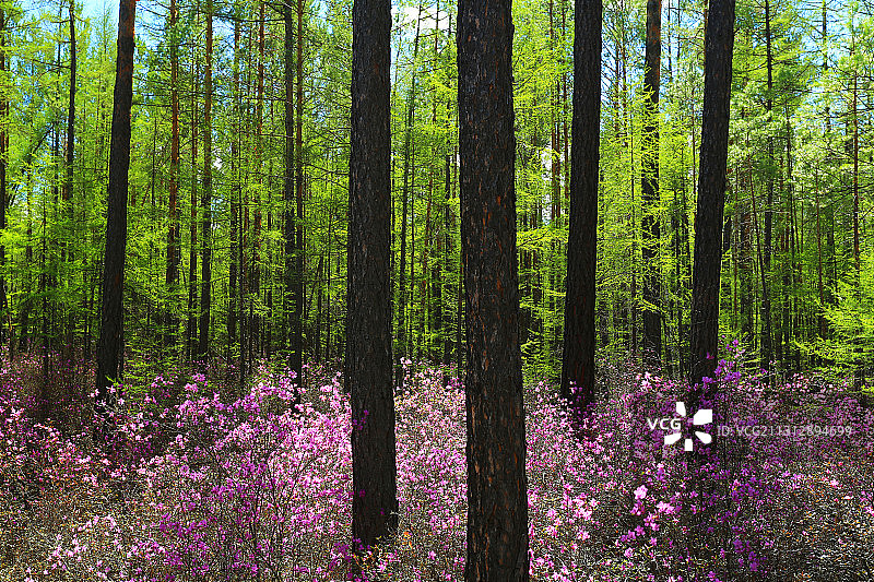 大兴安岭春季杜鹃森林图片素材