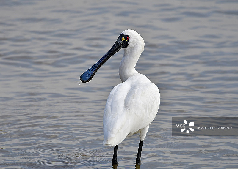 吃饱后回眸一笑的黑脸琵鹭图片素材