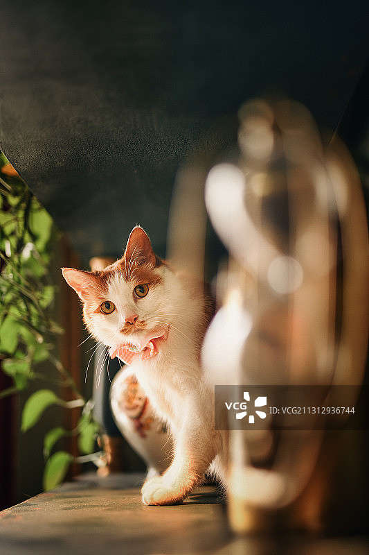 戴领结的橘猫图片素材