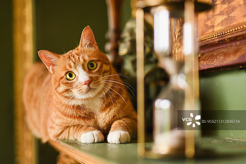 趴着的橘猫图片素材