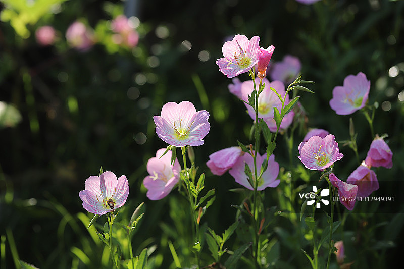 美丽月见草图片素材