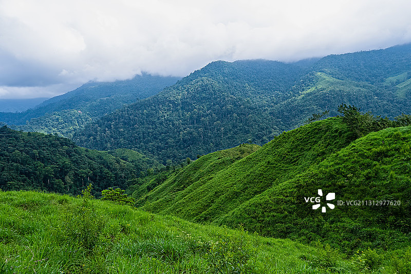 哥伦比亚热带雨林绿色森林山区图片素材