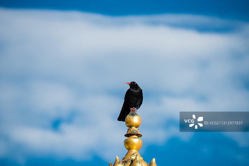 红嘴山鸦图片素材