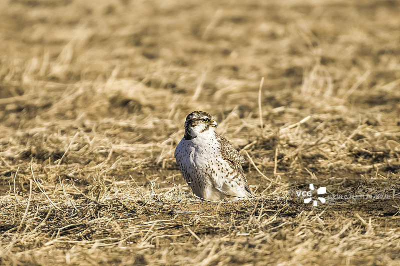 官厅观猎隼图片素材
