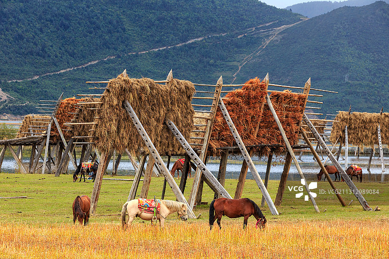 云南香格里拉纳帕海风光图片素材