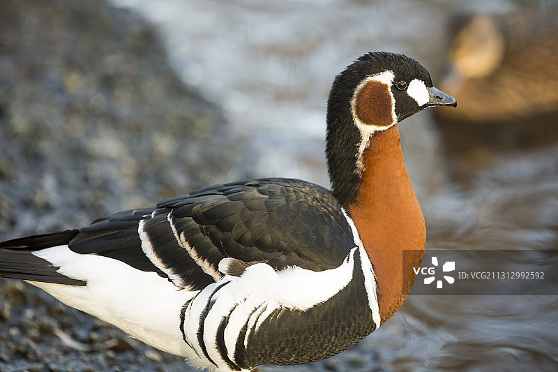 红胸黑雁图片素材