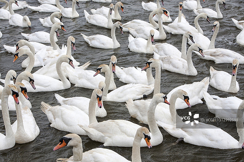 英国多塞特郡的疣鼻天鹅图片素材