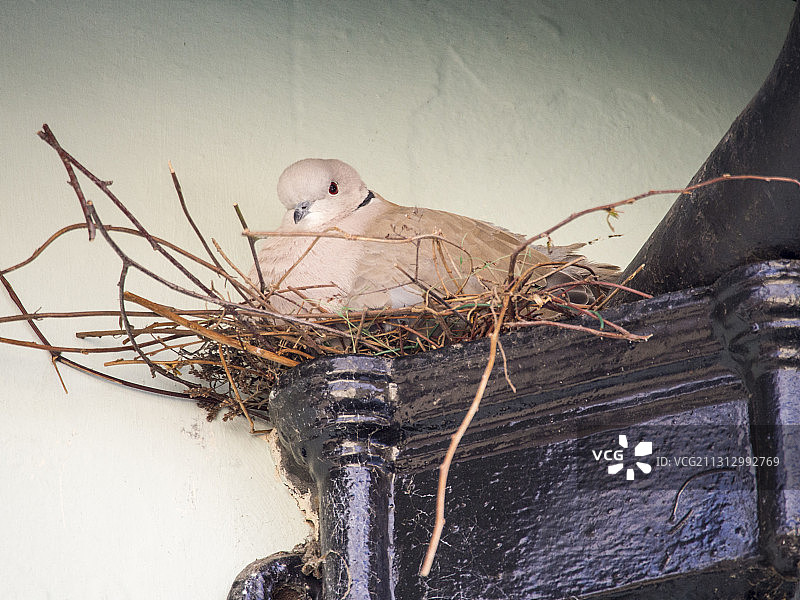 一只珠颈斑鸠（Streptopelia decaocto）坐在英国什罗普郡主教城堡的巢穴里。图片素材