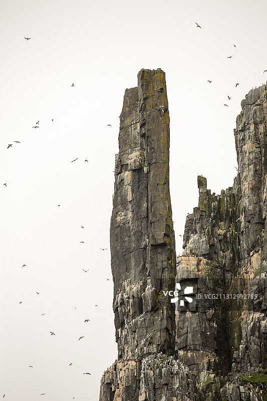 海鸟在斯匹次卑尔根岛的Aalkefjellet悬崖筑巢图片素材