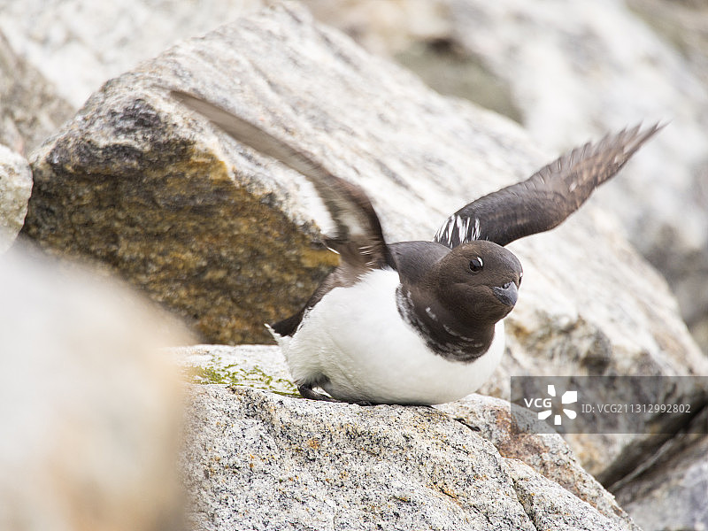 小海雀或海鸽（Alle alle），在斯匹次卑尔根岛北海岸的Sallyhamna筑巢图片素材