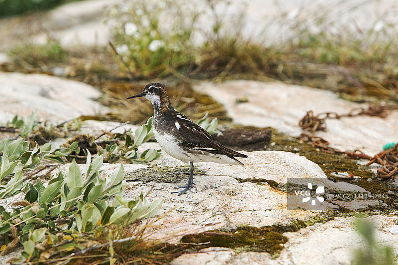 在格陵兰岛康克鲁斯瓦格附近的红颈瓣足鹬图片素材