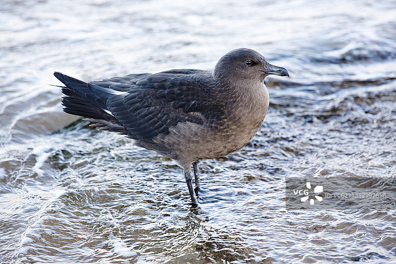 英国诺森伯兰海岸的幼年贼鸥图片素材