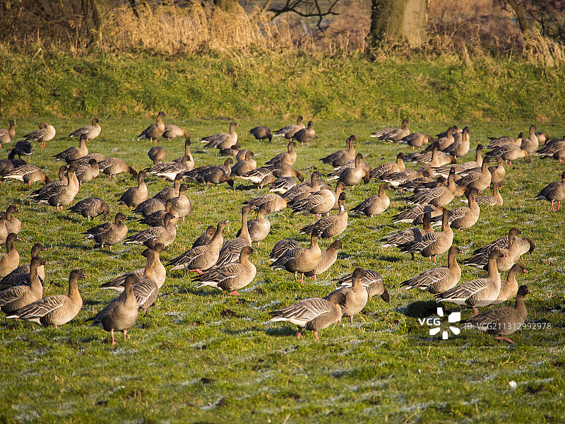 豆雁在田野中觅食图片素材