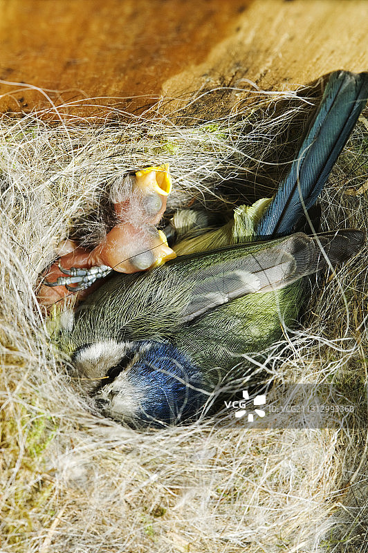 新孵化的蓝山雀雏鸟与巢箱中的成年鸟图片素材
