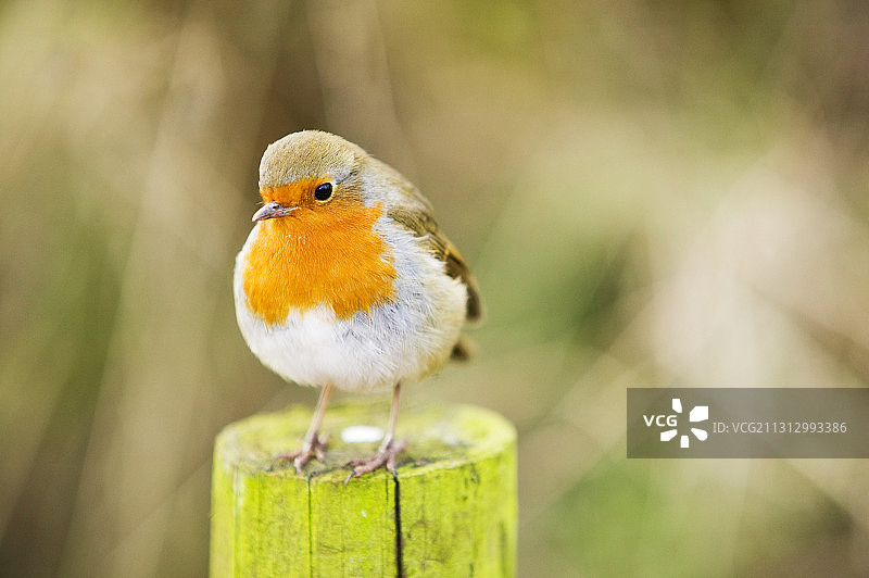 一只欧洲知更鸟图片素材