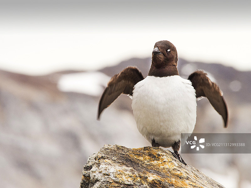 小海雀或海鸽（Alle alle），在斯匹次卑尔根岛北海岸的Sallyhamna筑巢图片素材