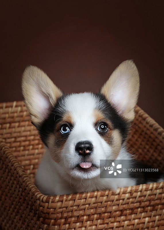 威尔士柯基犬肖像图片素材