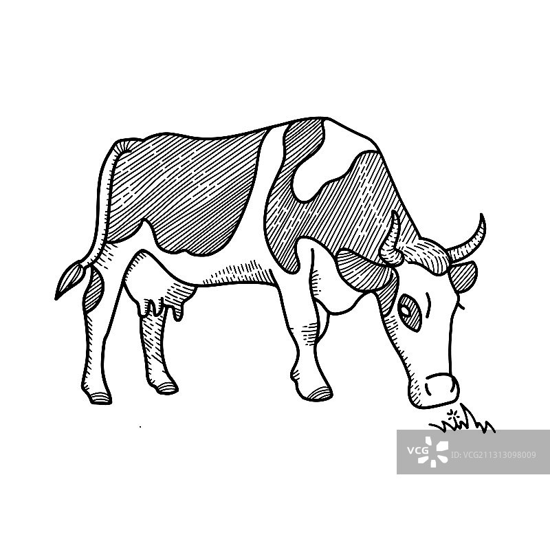 吃草的奶牛素描图片素材