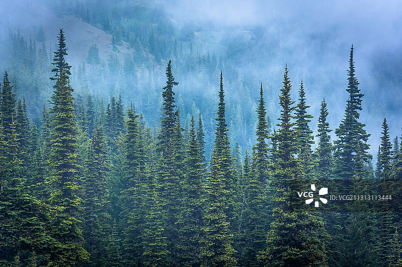 森林中的松树全景图片素材