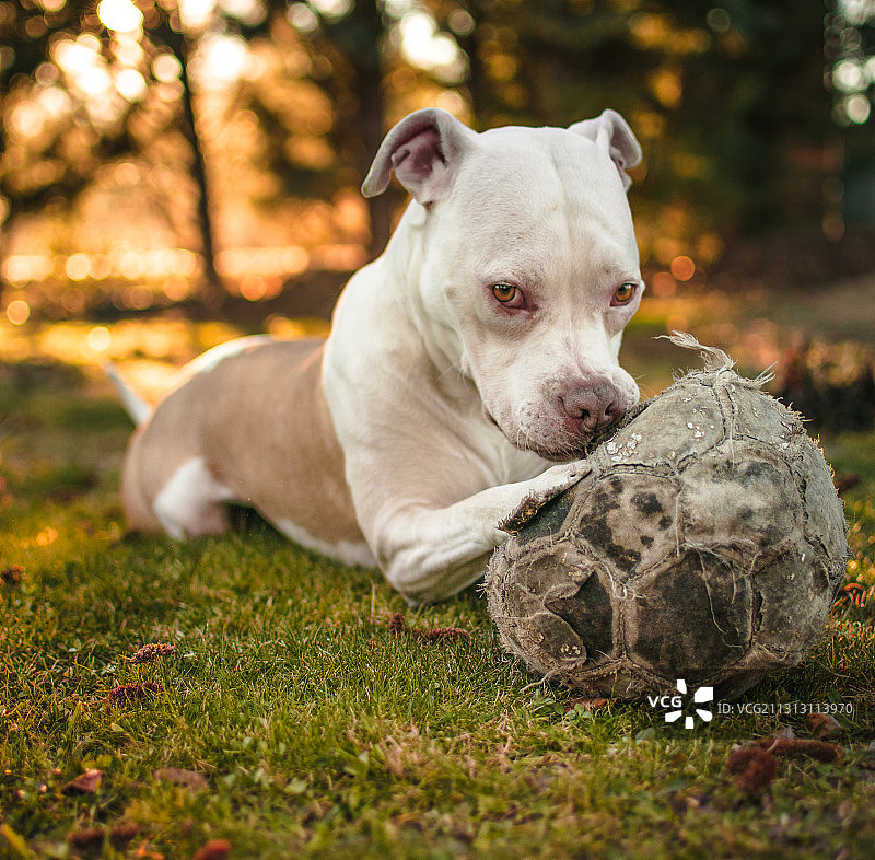 草地上纯种斗牛犬的特写图片素材