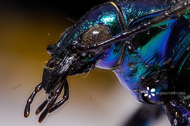 墨西哥维多利亚城市雕像特写图片素材