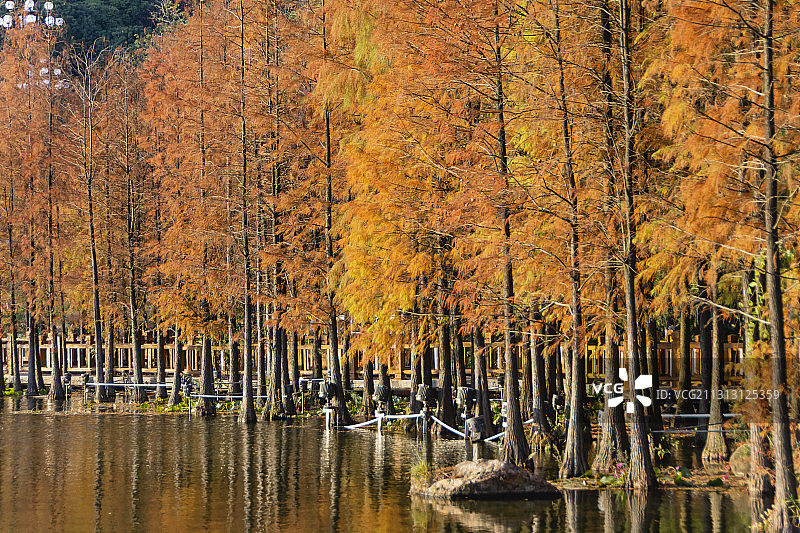 创业公园落羽杉图片素材