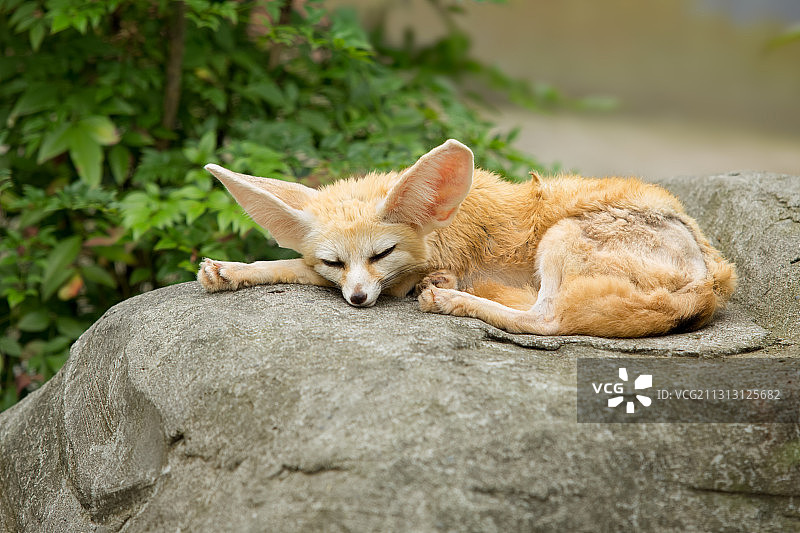 耳廓狐图片素材