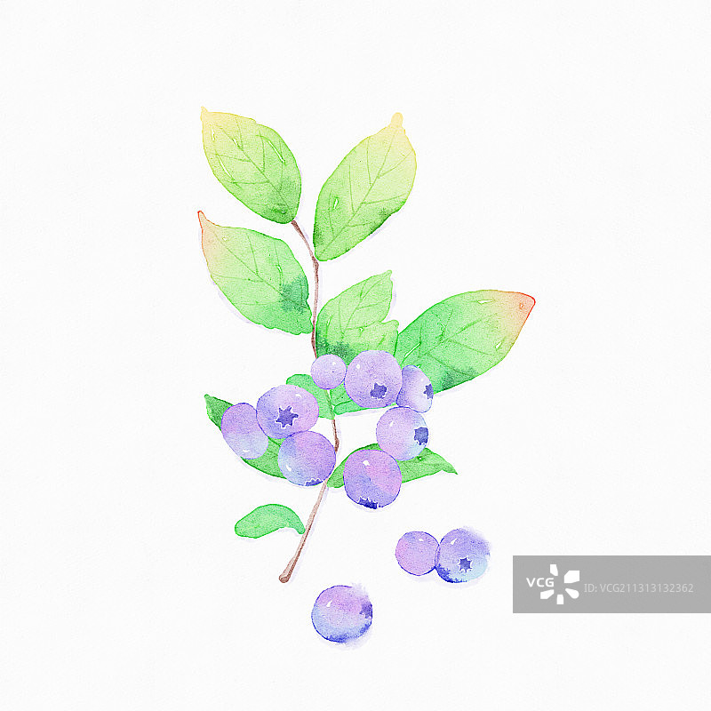 小清新水彩风蓝莓图片素材