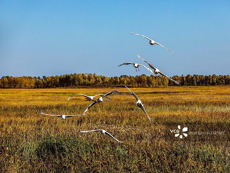 鹤.向海图片素材