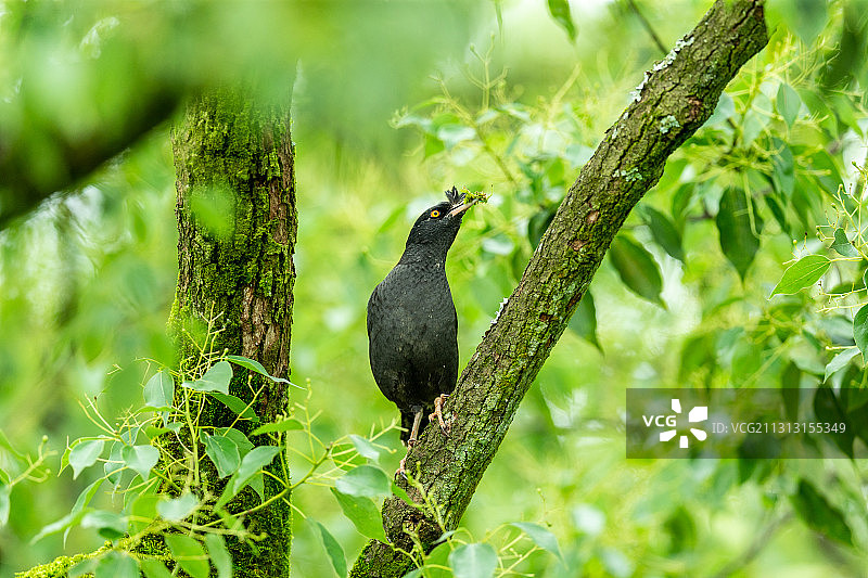 善于模仿人类语言或其他鸟的鸣叫八哥鸟图片素材