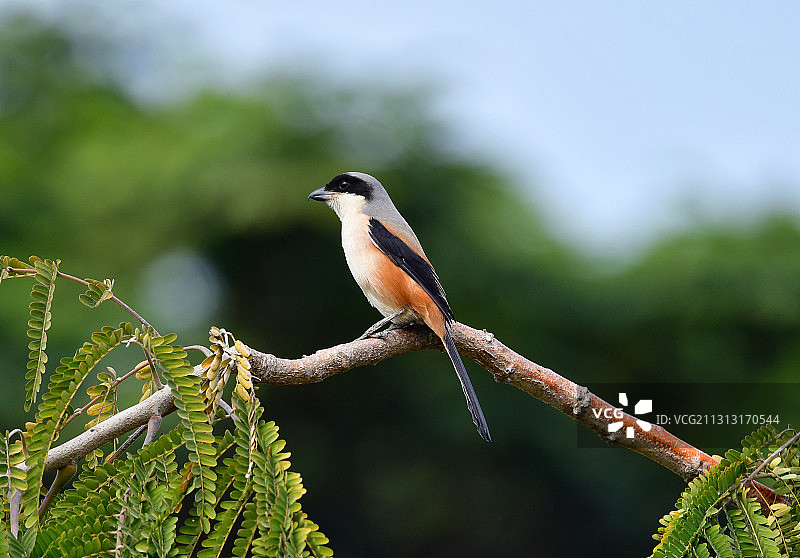 树枝上瞭望的小猛禽棕背伯劳图片素材