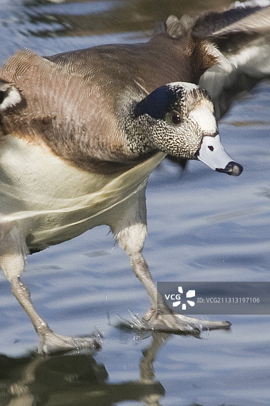 降落中的美洲赤颈鸭雄鸟特写图片素材