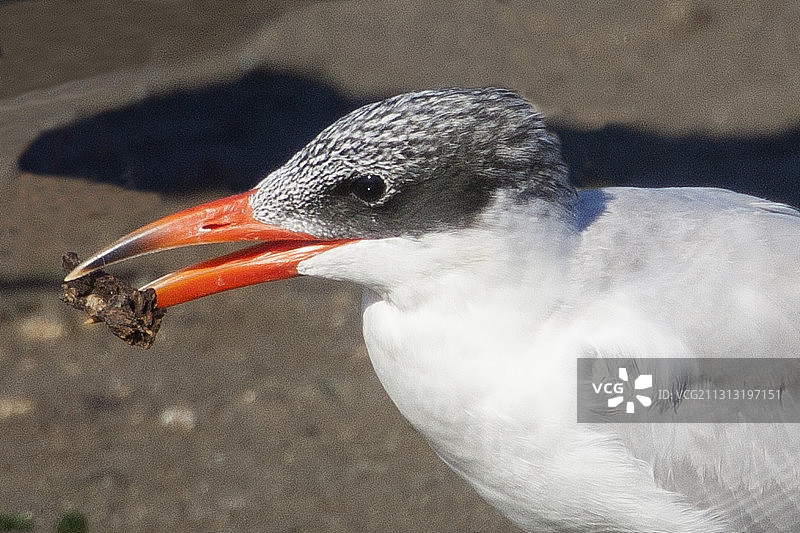 里海燕鸥特写图片素材