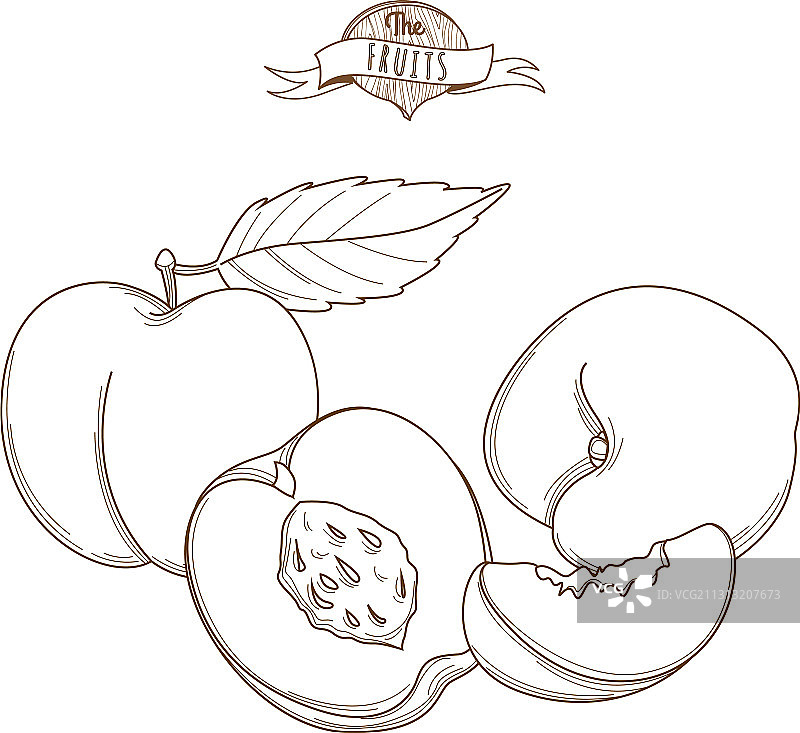 手绘扁平风格桃子细线轮廓图片素材