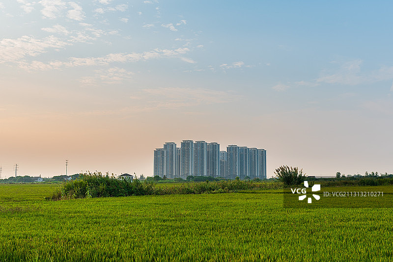 上海宝山区罗泾镇农场农业稻田树林高楼田园风光绿色生长图片素材