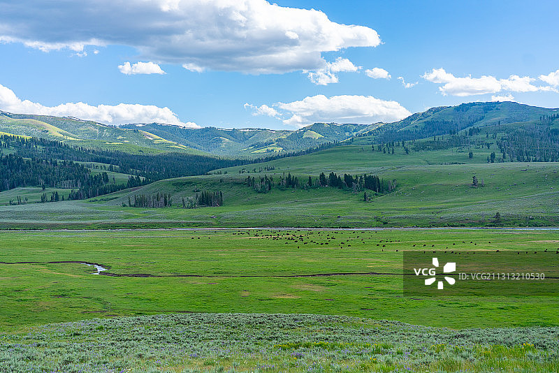 美国黄石国家公园，大草原，夏天图片素材