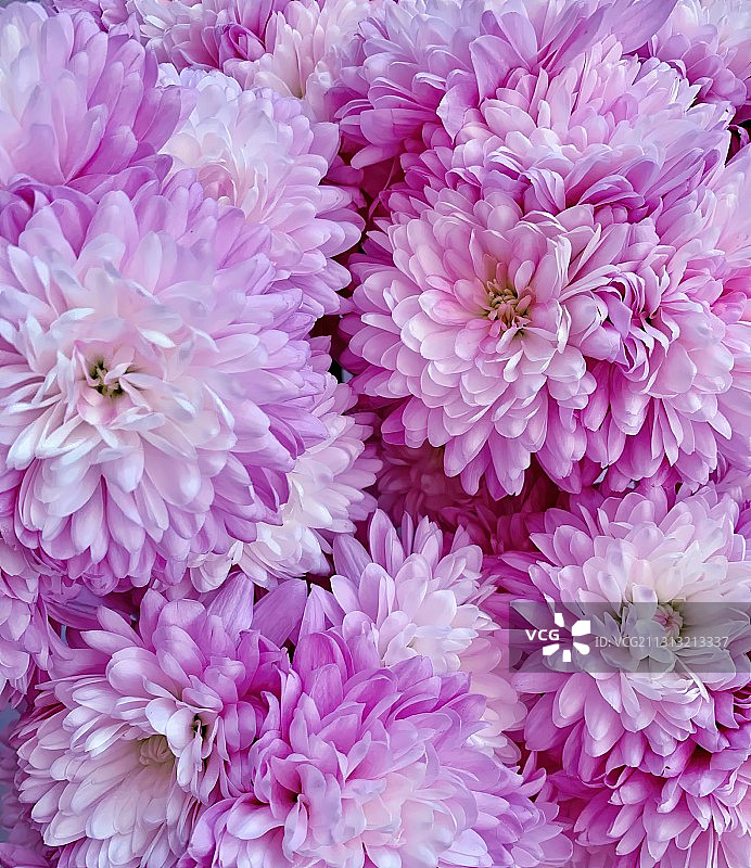 像花一样肆意生长图片素材